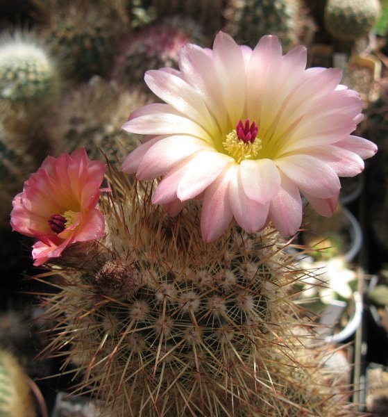 Notocactus mammulosus var. roseiflorus
